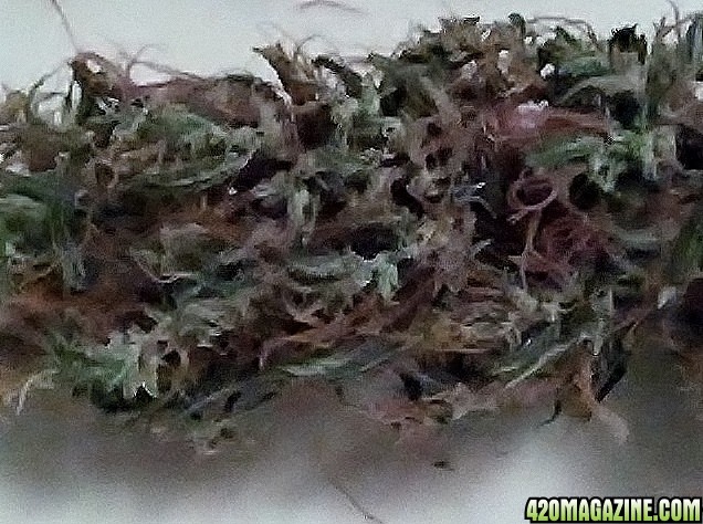 Nug from Medi1 harvest dried