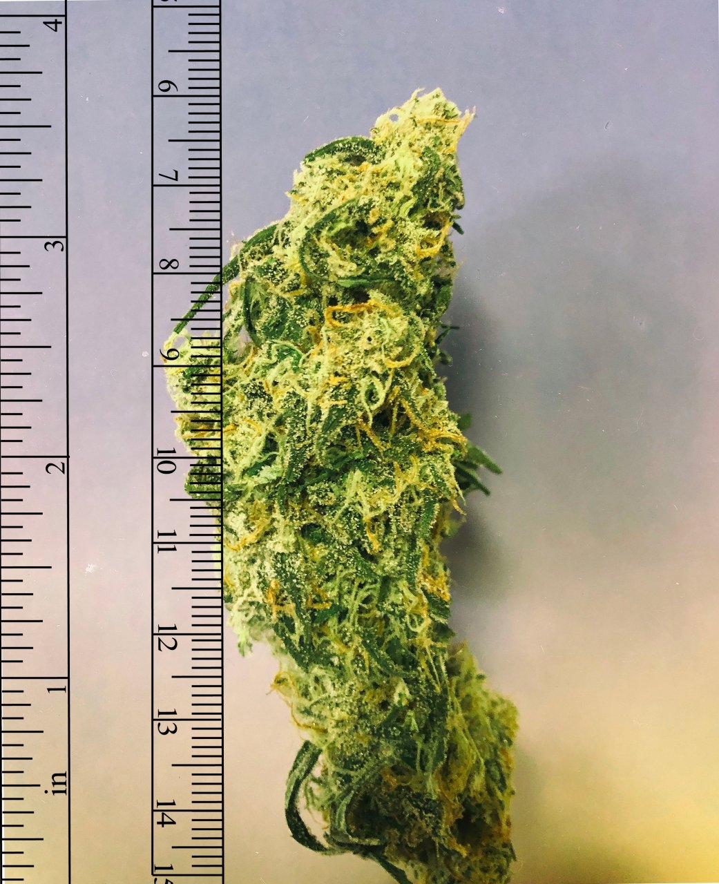 Nug.jpg