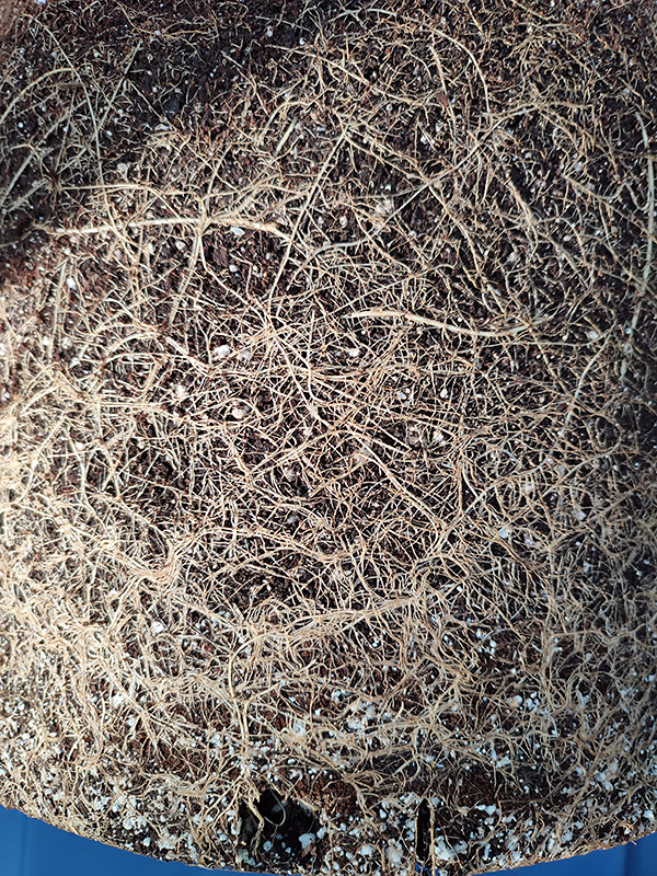 Nursery_POT_root4.jpg