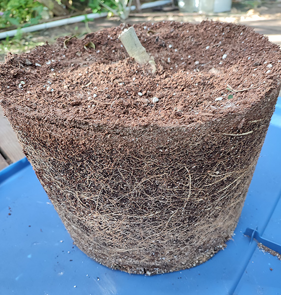 Nursery_POT_roots2.jpg