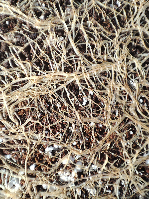 Nursery_POT_roots6.jpg