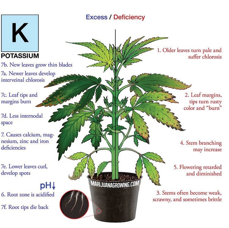 nutrient chart potassium.jpg