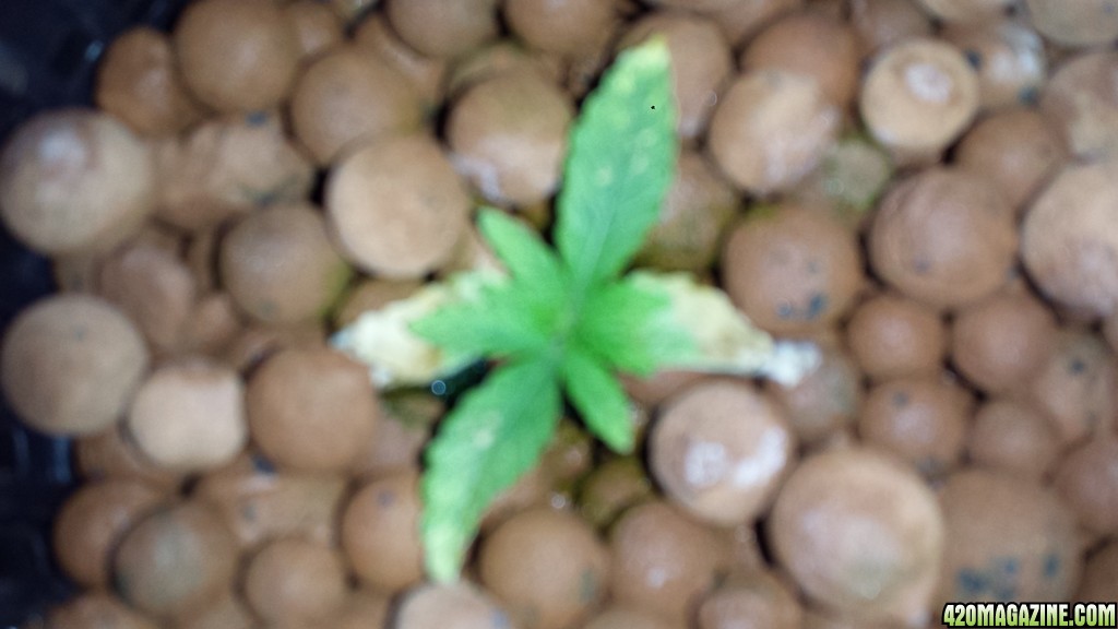 Nutrient deficiency?