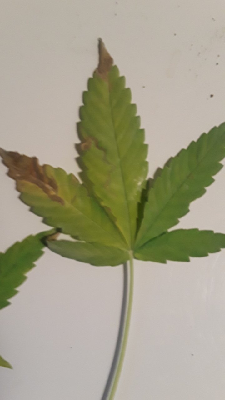 Nutrient issues HELP!