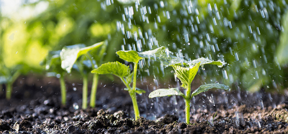 nutrients-in-plants.png