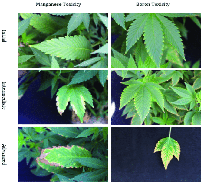 Nutritional-disorders-of-manganese-toxicity-Mn-and-boron-toxicity-B-in-Cannabis.png