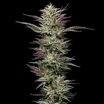 CannapotSeedshop – All Cannabis Seeds Reduced – 12% Discount Till 1st July  2022