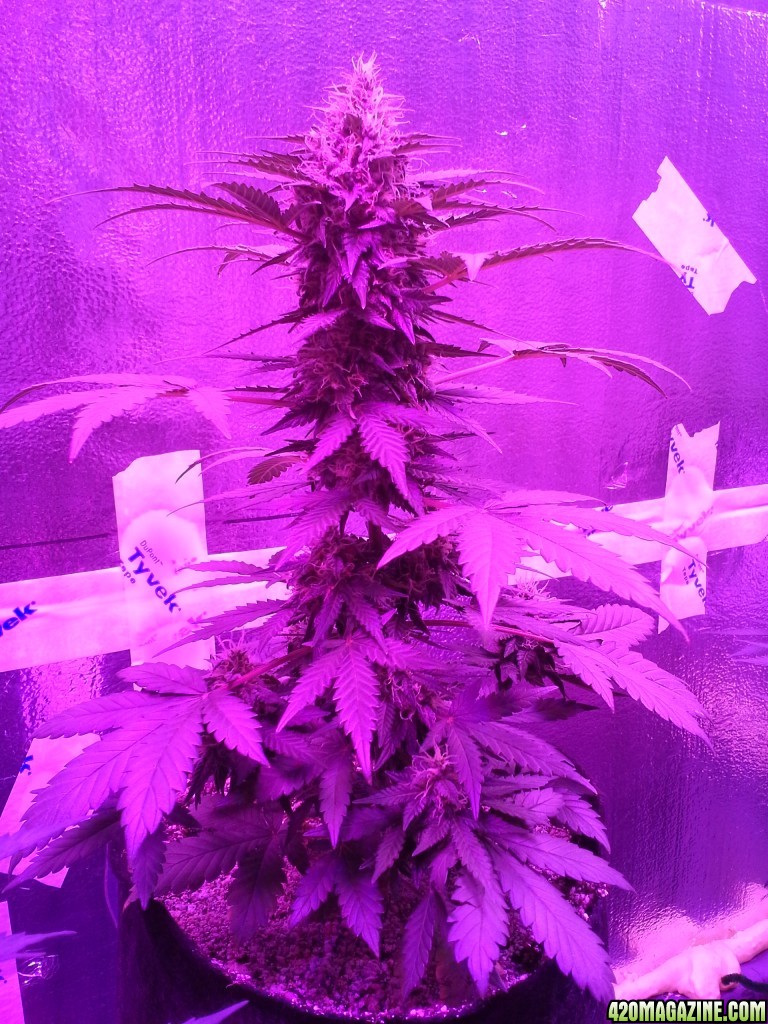 NYC Diesel Auto Flower