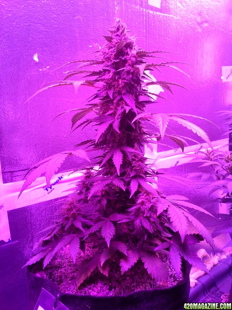 NYC Diesel Auto