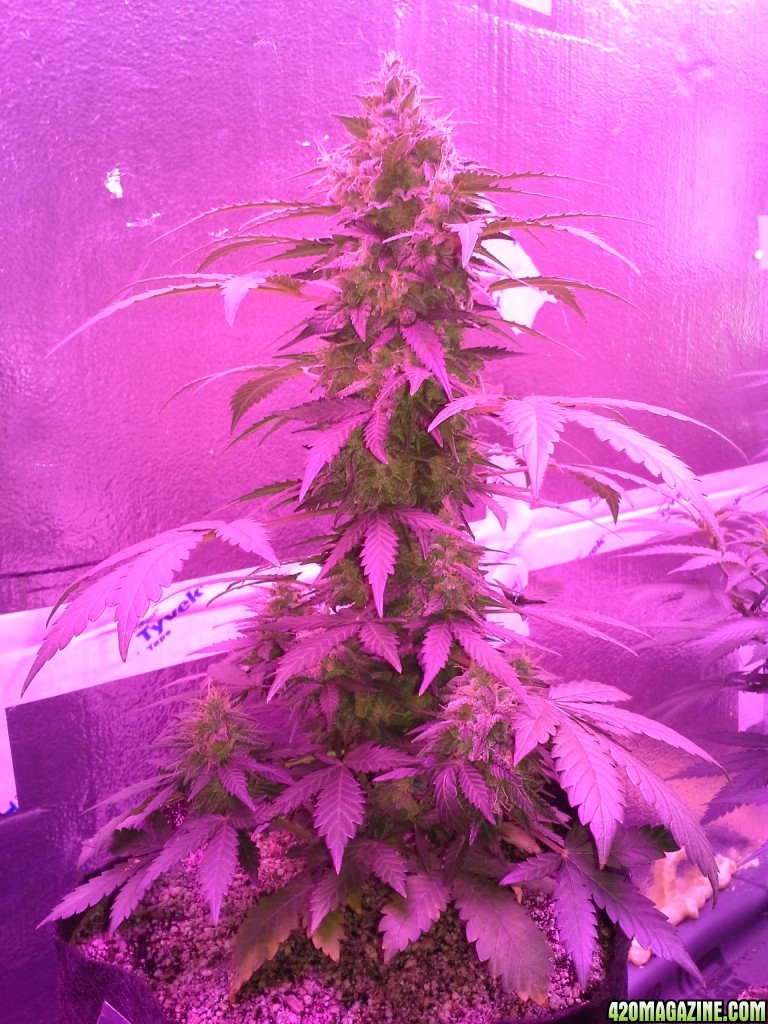 NYC Diesel Auto