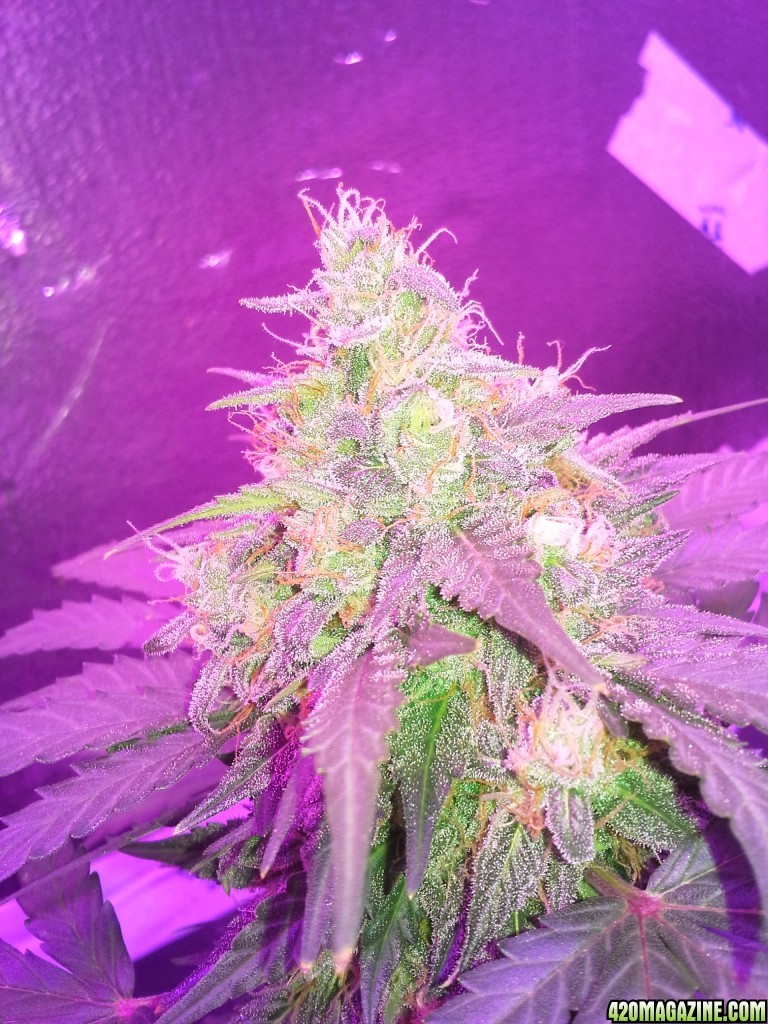 NYC Diesel Auto