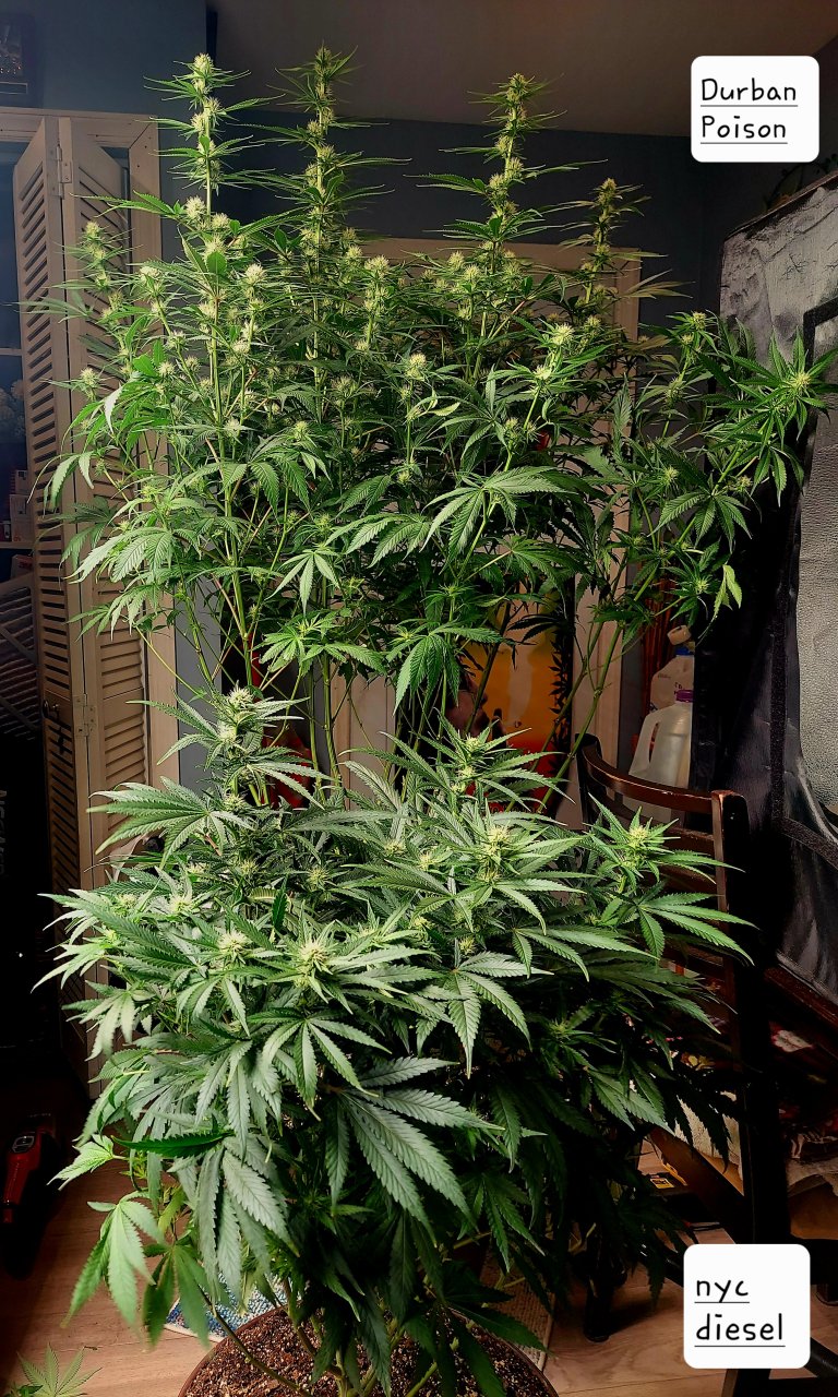 NYC Diesel-Durban Poison-Grow Journal-Summer Grow 2023