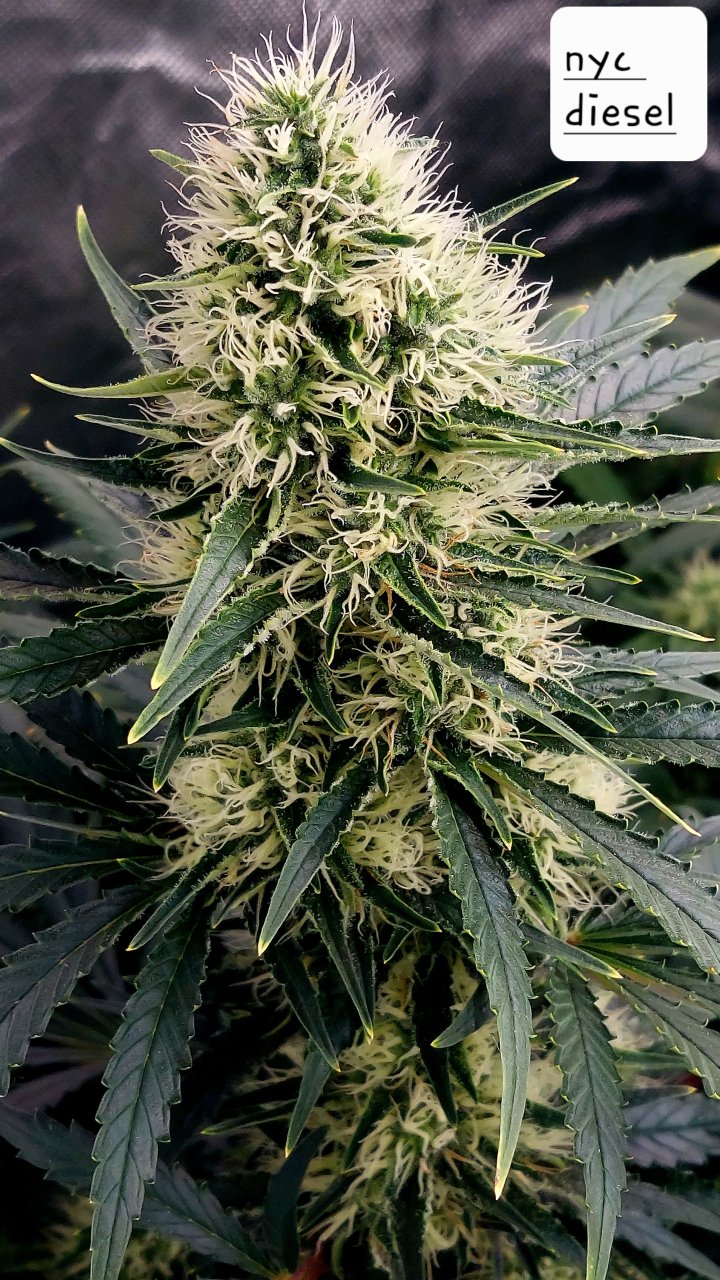 NYC Diesel-Grow Journal-Summer Grow 2023