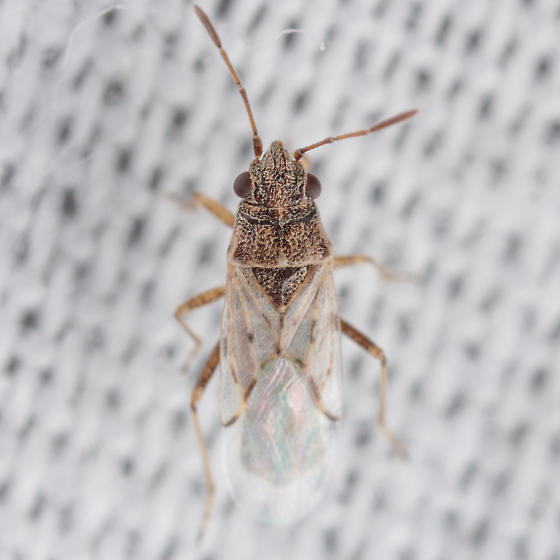 Nysius Raphanus false cinch bug.jpg