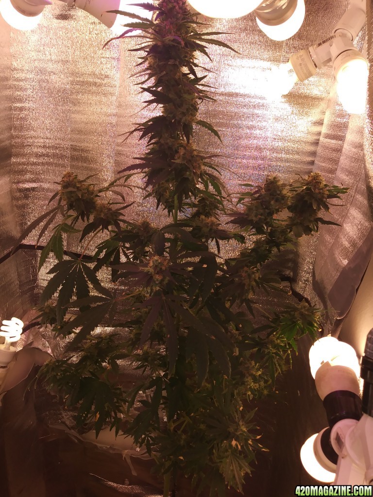 O.G 18 7 weeks into flower