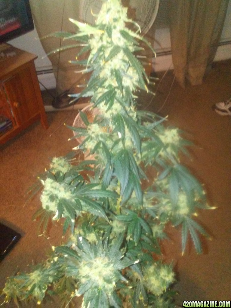 O.G 18 8 weeks into flower