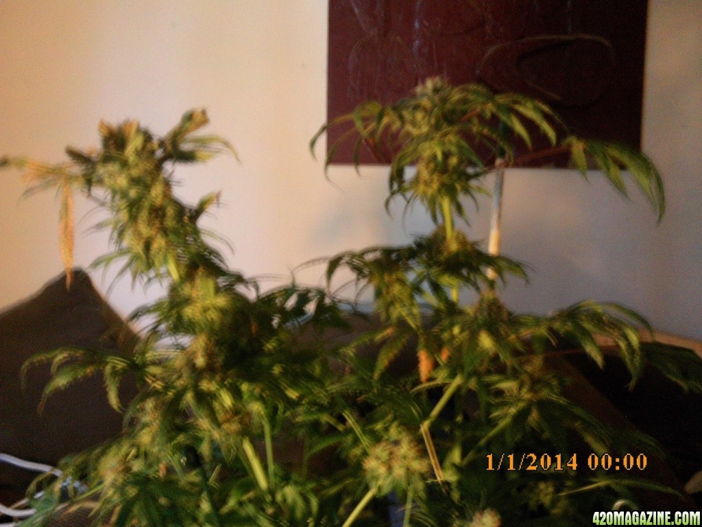 o.g kush grow pics