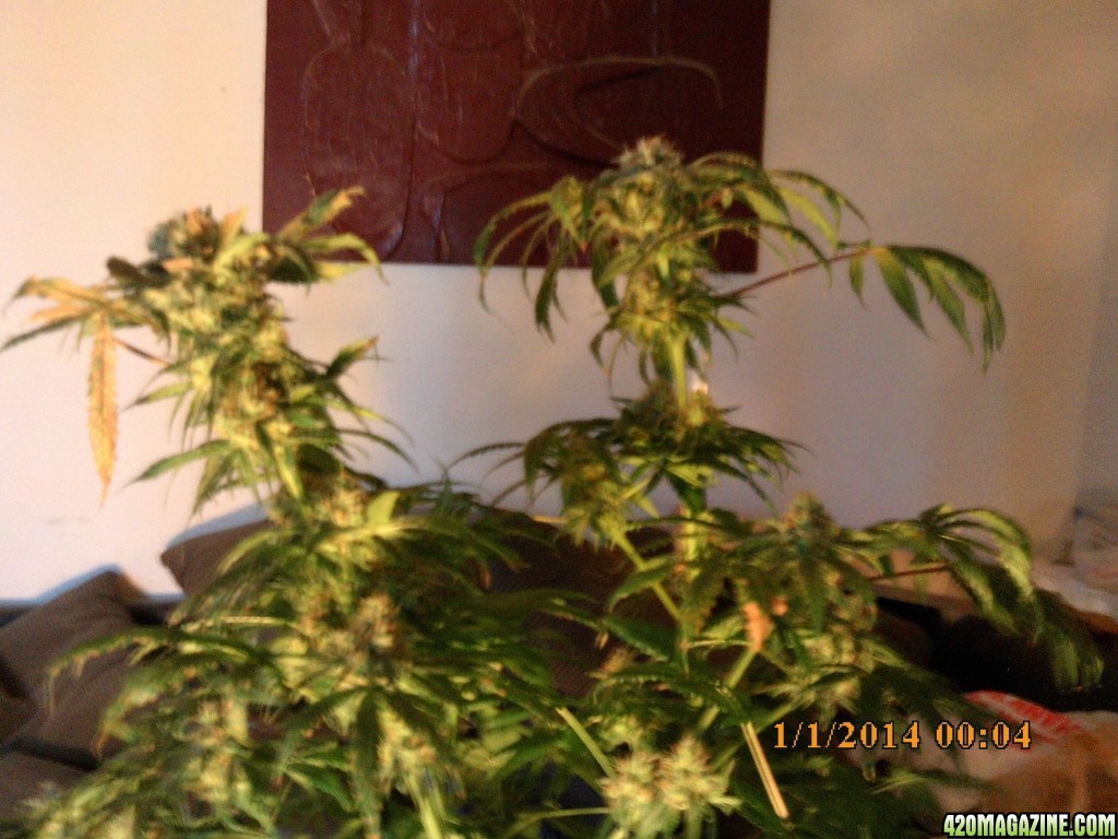 o.g kush grow pics