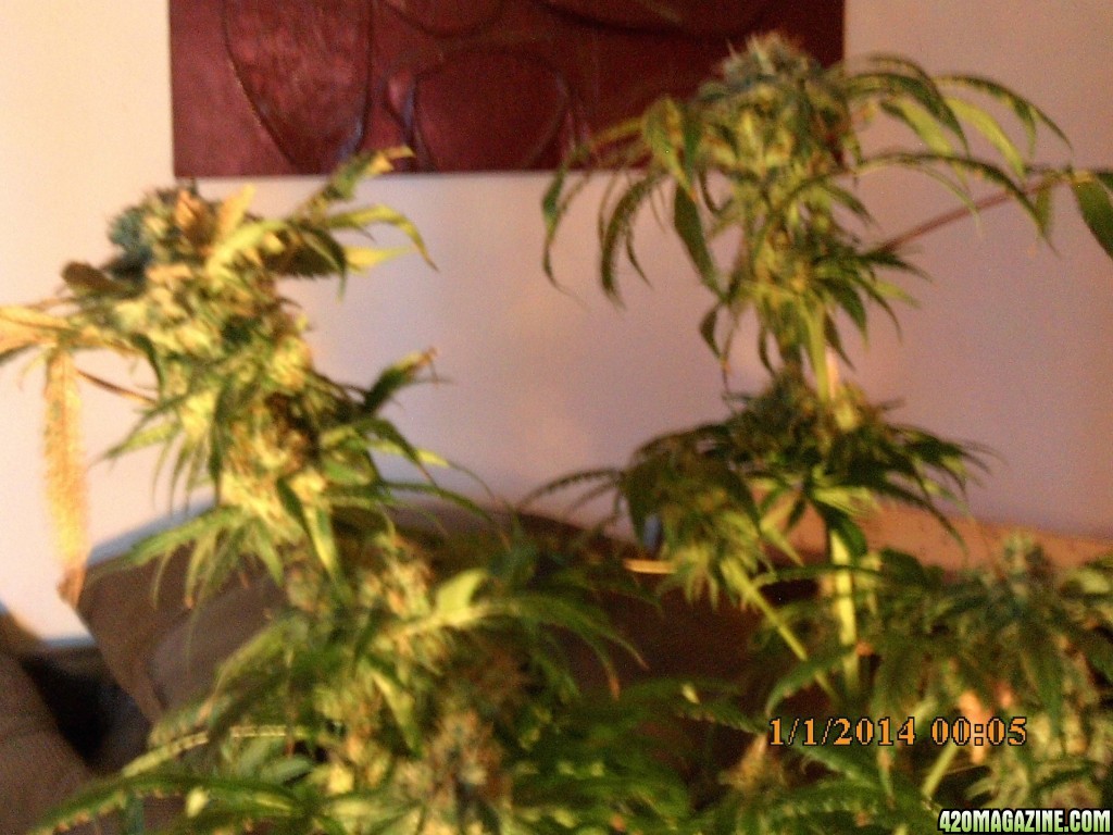 o.g kush grow pics