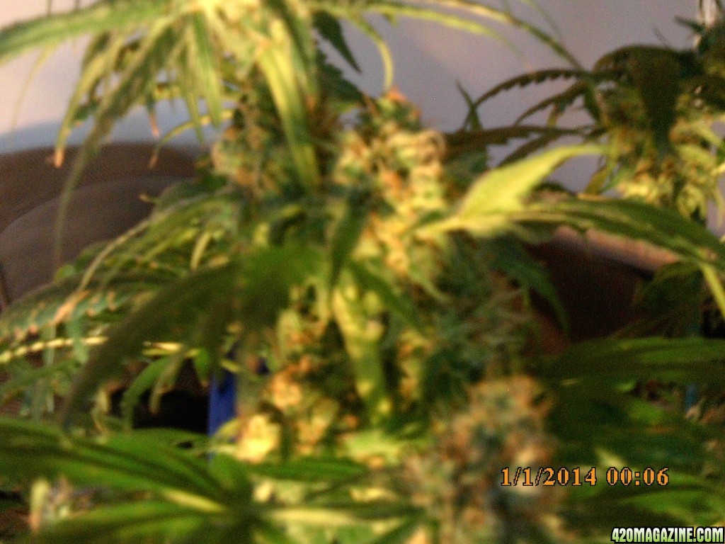 o.g kush grow pics