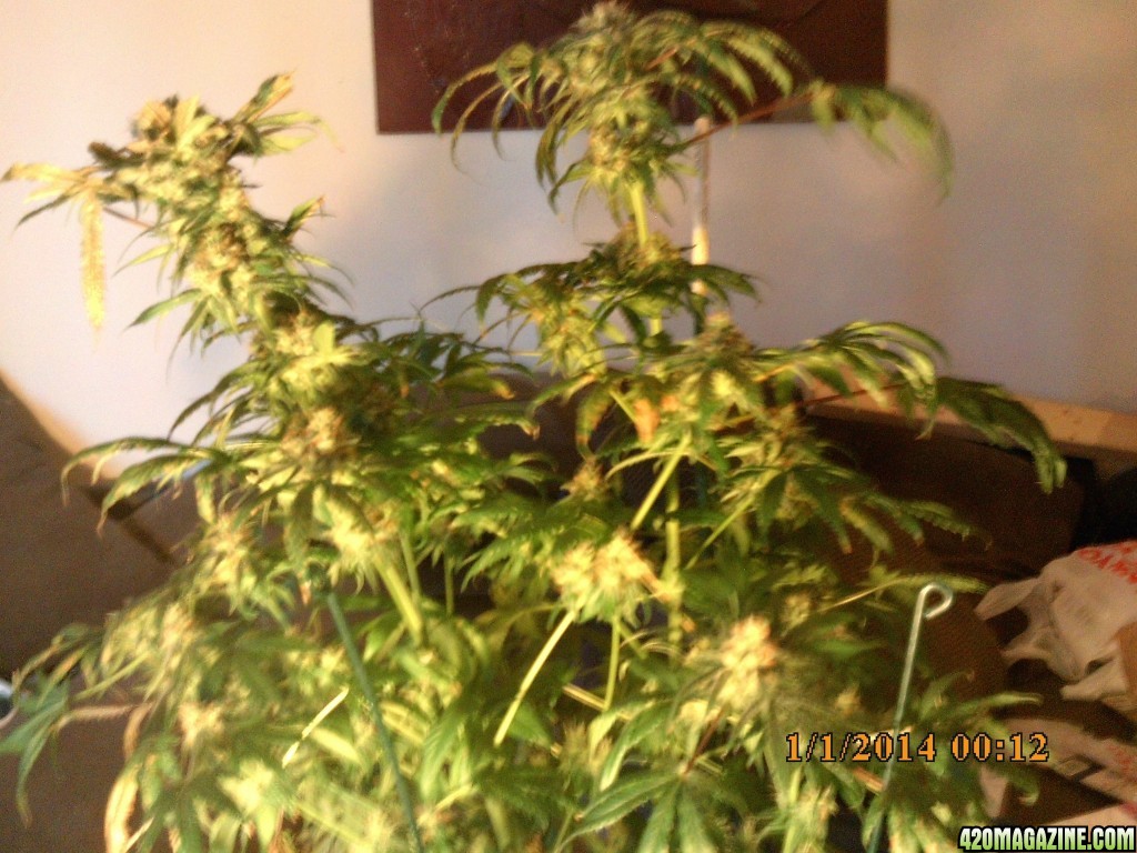 o.g kush grow pics