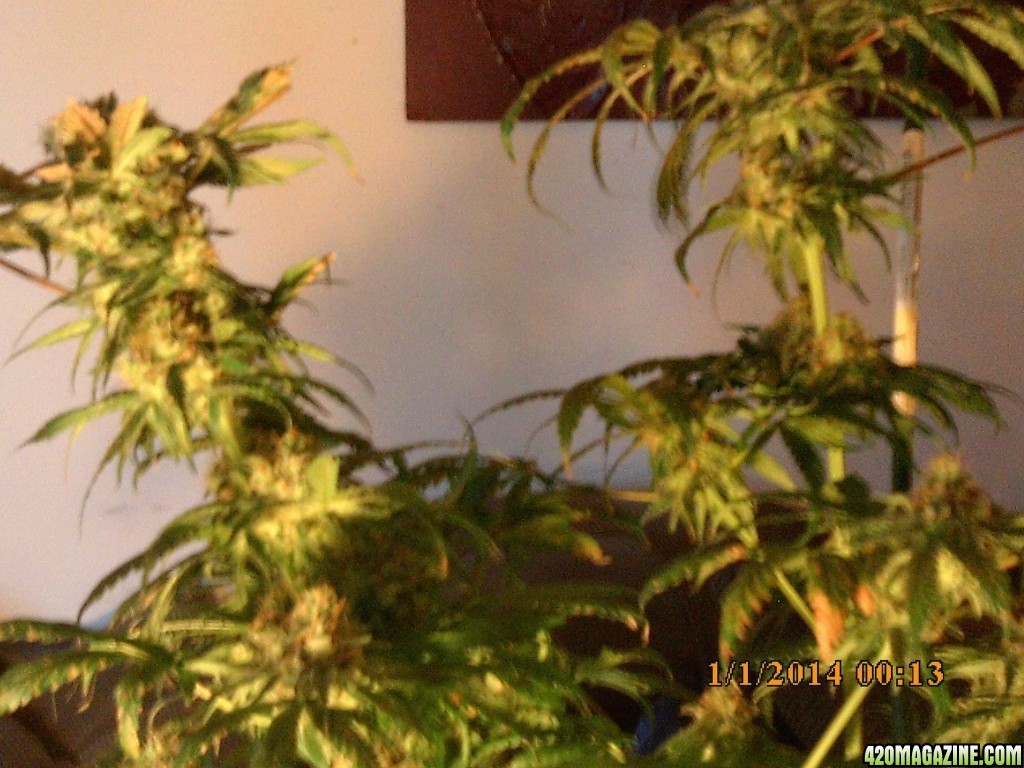 o.g kush grow pics