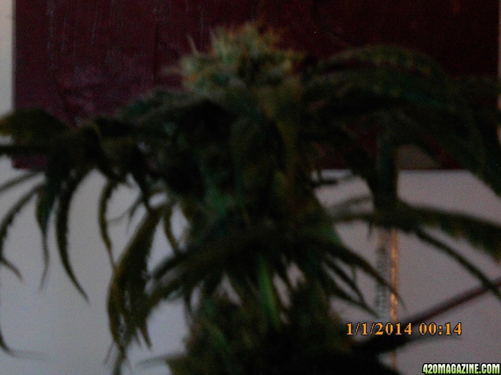 o.g kush grow pics