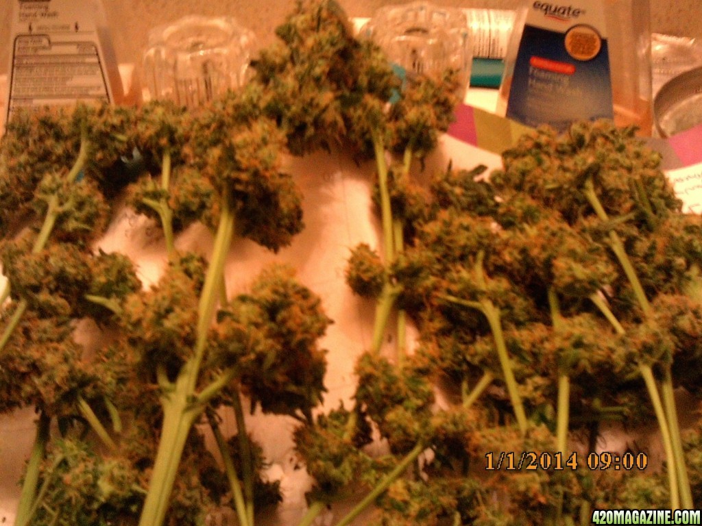 o.g kush grow pics