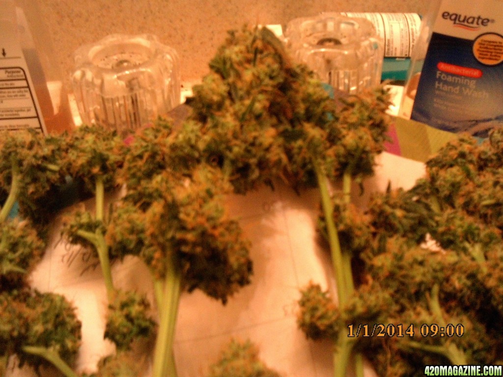 o.g kush grow pics