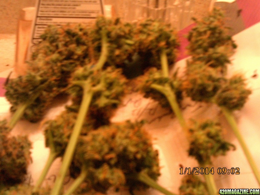 o.g kush grow pics