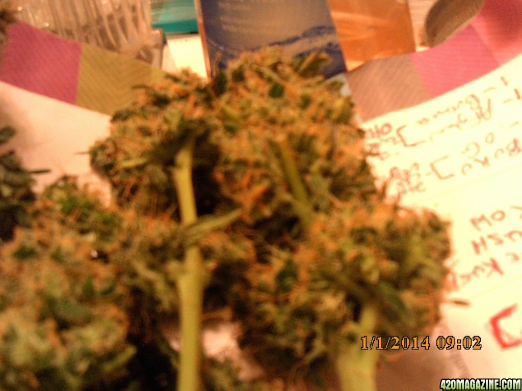 o.g kush grow pics