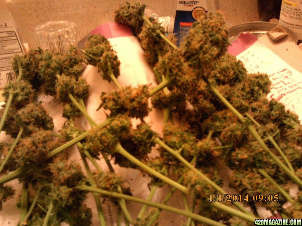 o.g kush grow pics