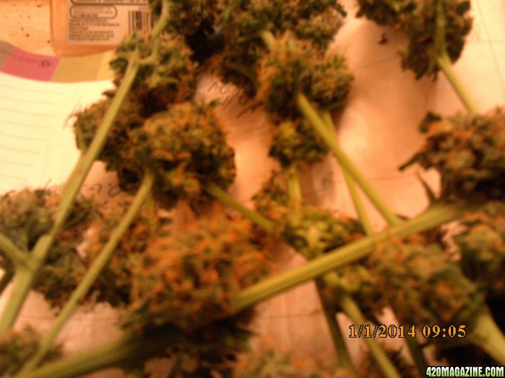 o.g kush grow pics