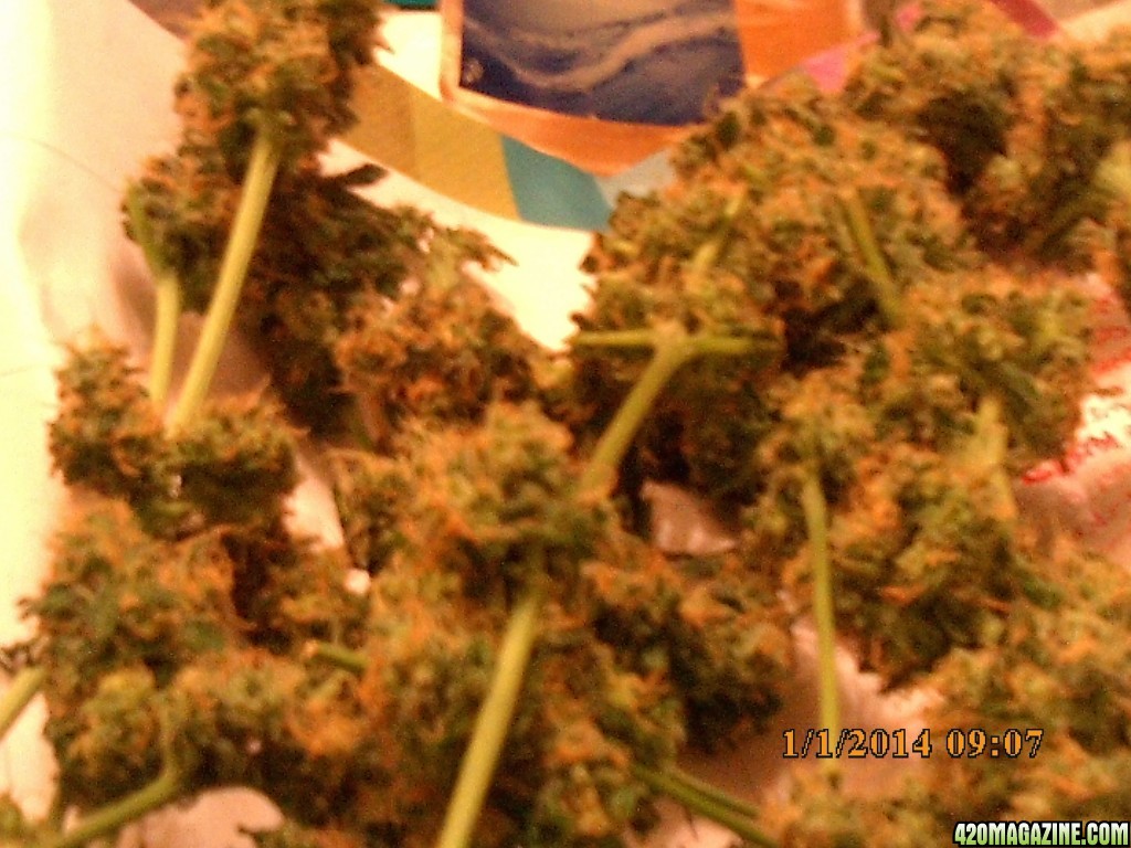 o.g kush grow pics