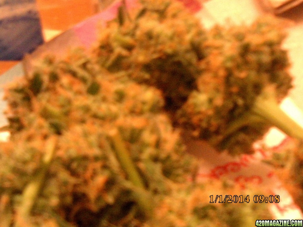 o.g kush grow pics