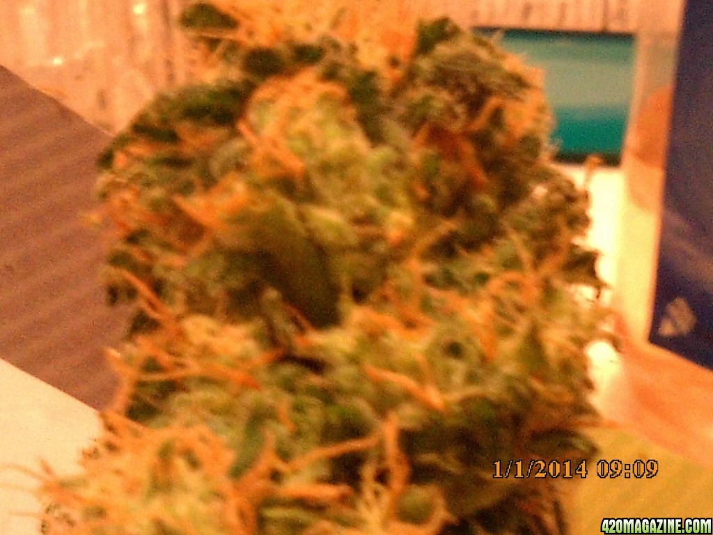 o.g kush grow pics