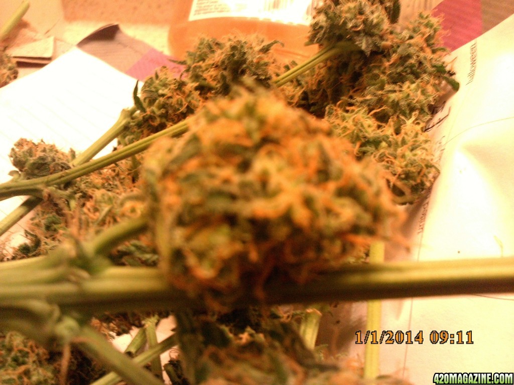 o.g kush grow pics