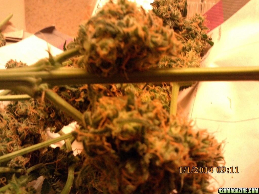 o.g kush grow pics