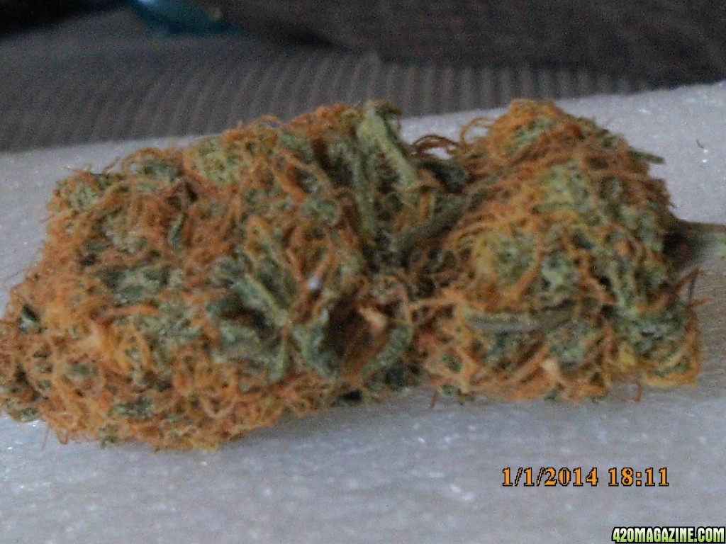 o.g kush grow pics