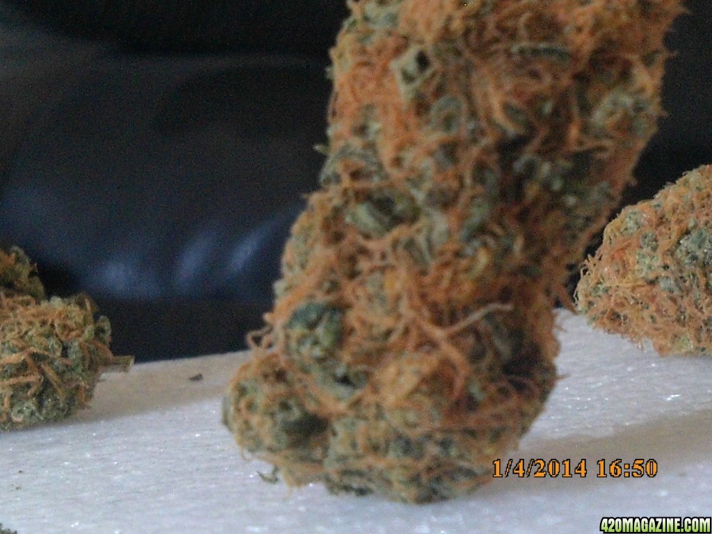 o.g kush grow pics