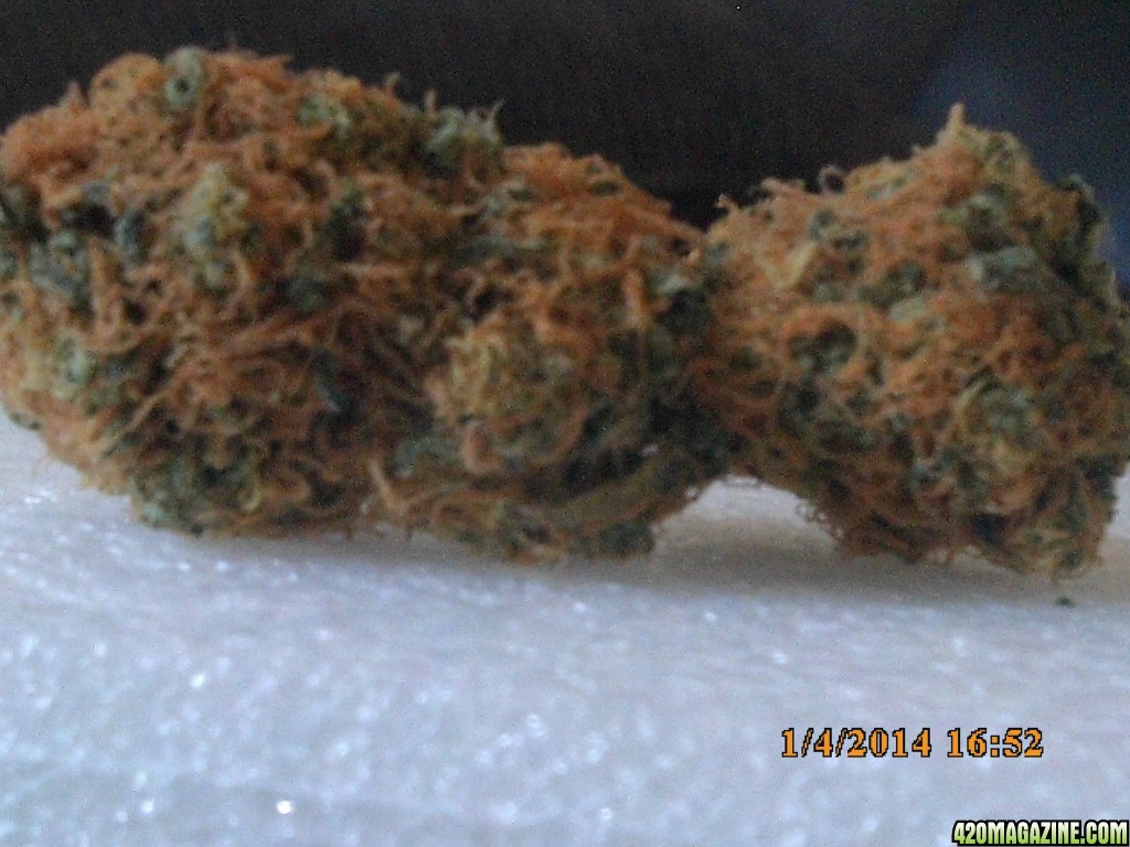 o.g kush grow pics