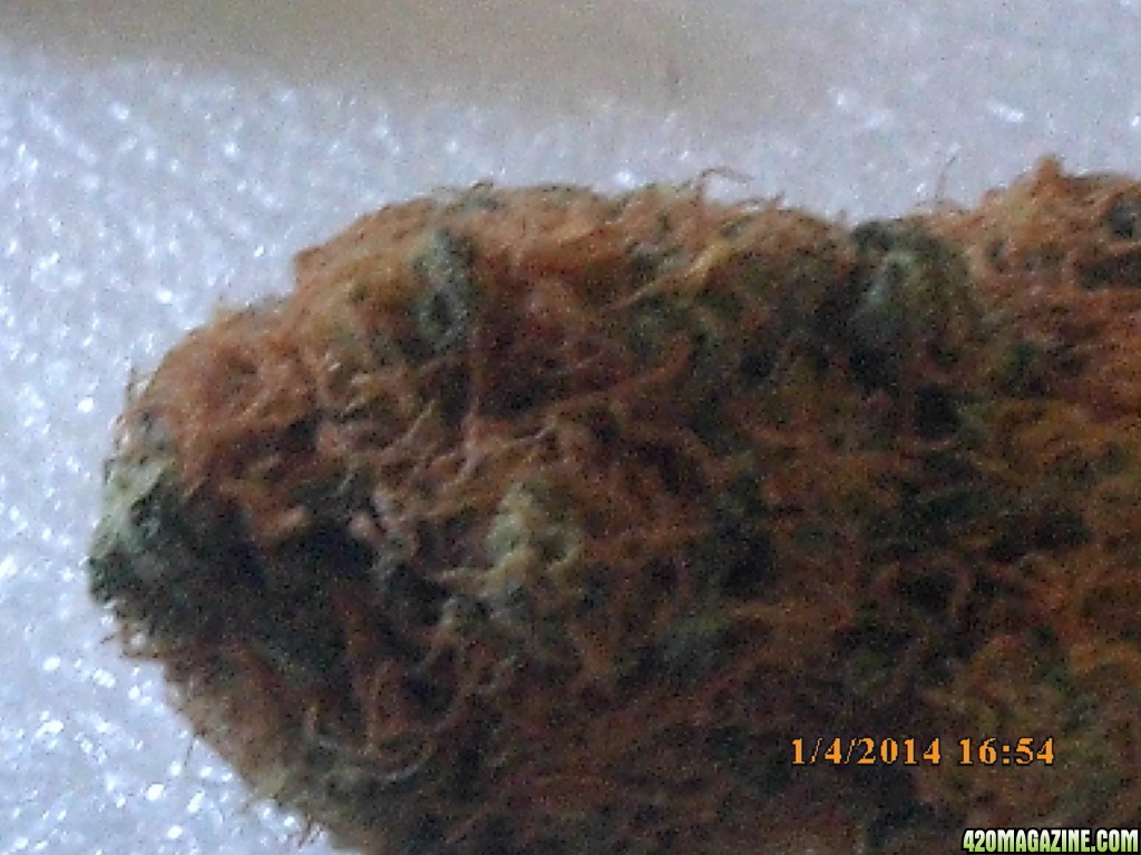 o.g kush grow pics