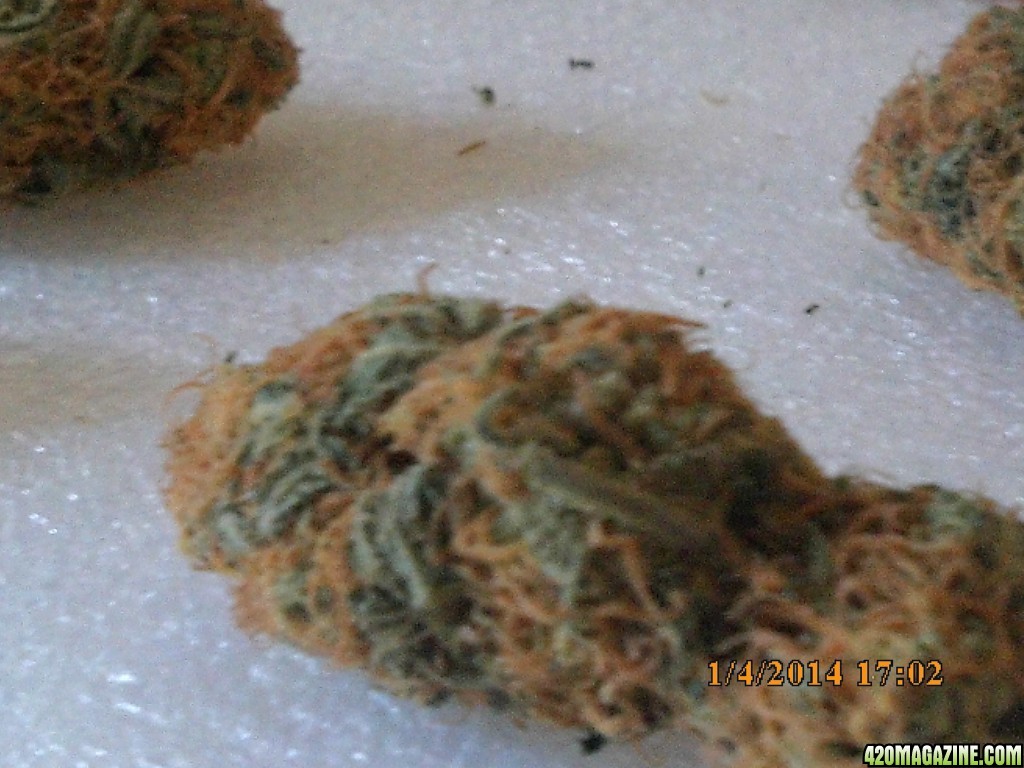 o.g kush grow pics