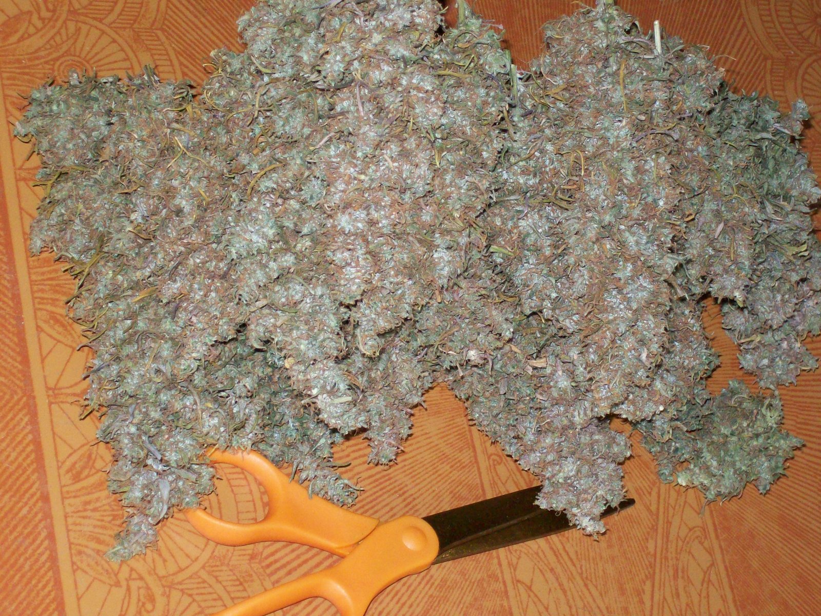 OAXACAN GOLD Orignal green pheno 055.JPG