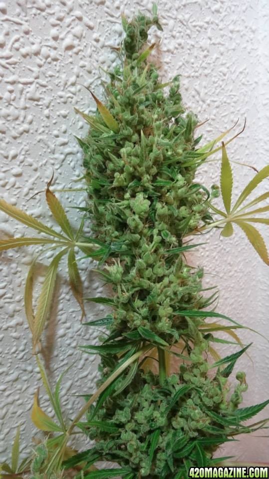 Oaxacan sativa