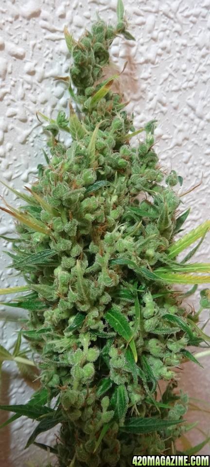 Oaxacan sativa