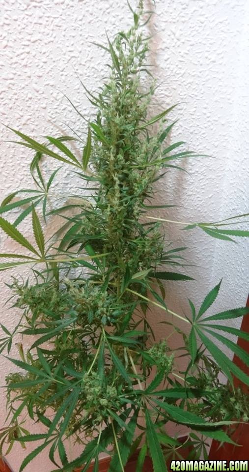 Oaxacan sativa