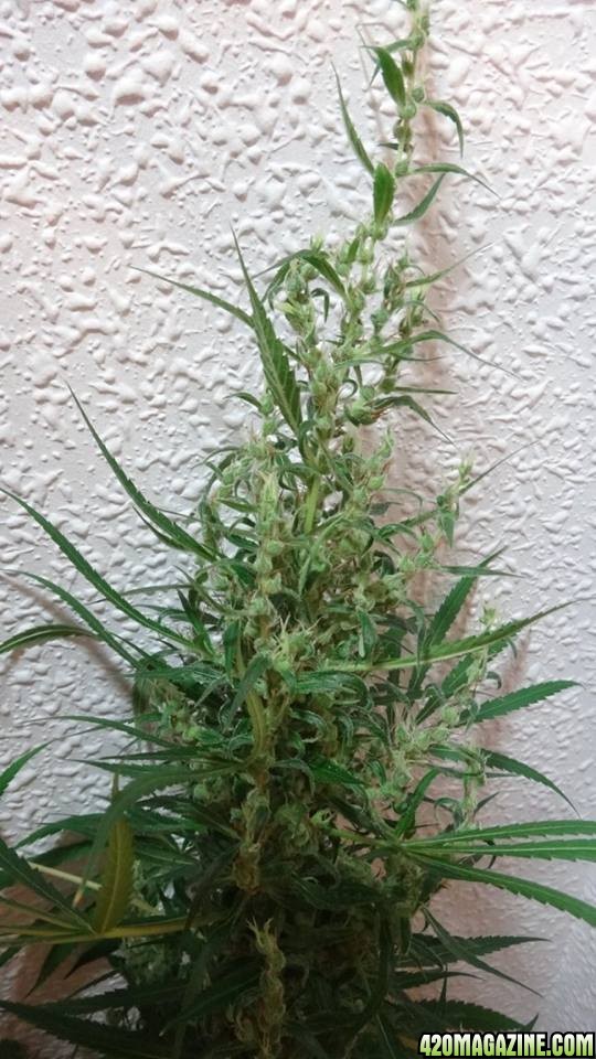 Oaxacan sativa