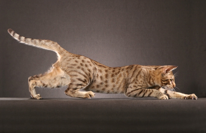 ocicat-ap-0ugm1v.jpg