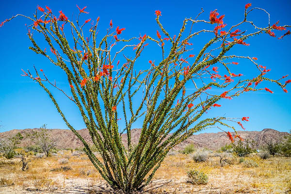 ocotillo-in-desert.jpg